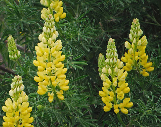 Yellow Lupine Seeds - Lupinus densiflorus aureus - Whitewhorl Lupine - Non-GMO, Easy to Grow, Garden Flower Seeds