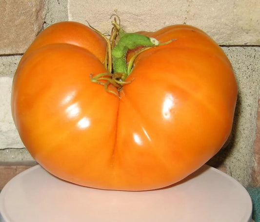 30+ Organic Amana Orange Tomato Seeds - Heirloom, Non-GMO, Rare Variety - Fresh Gardening Seeds for Home Growers