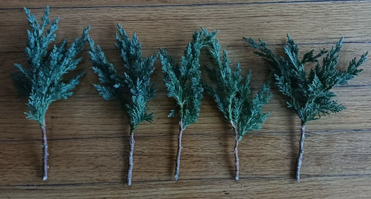 Pre Bonsai Juniper Cuttings 6-8 inch Green Mound Juniper (Juniperus procumbens) - 5 Pack