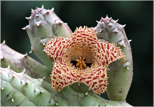 Huernia Erinacea Plant in 3.5" Pot | Rooted Succulent | Unique Starfish Flowering Variety