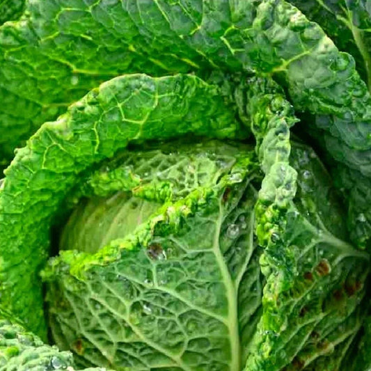 Savoy Perfection Cabbage Seeds | NON-GMO Heirloom | Green Varietal | Brassica oleracea