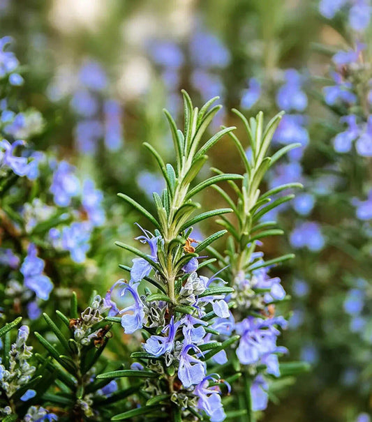 Rosemary Seeds - 50 Seeds | Culinary Perennial Herb | Rosmarinus officinalis | USA Seller