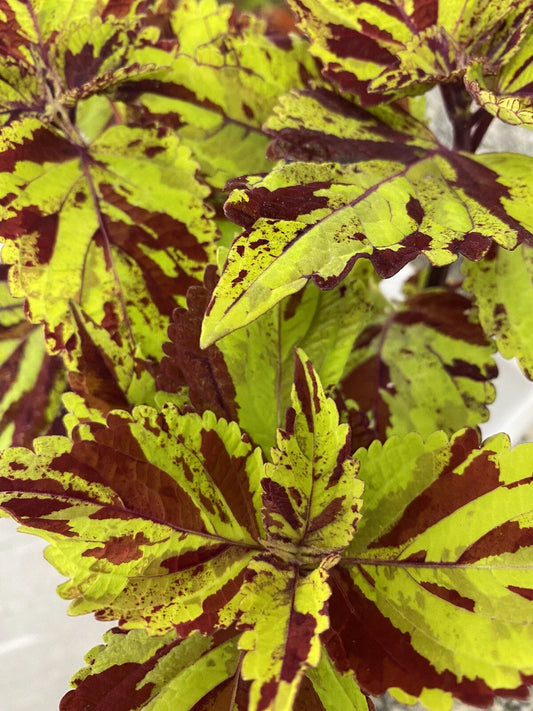Coleus Splish Splash Live Starter Plant | Vibrant Ornamental Foliage | Coleus blumei