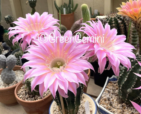 Rare Echinopsis Cactus Pup - MEX 388.2 S3X On The Beach - Fragrant Hybrid Plant