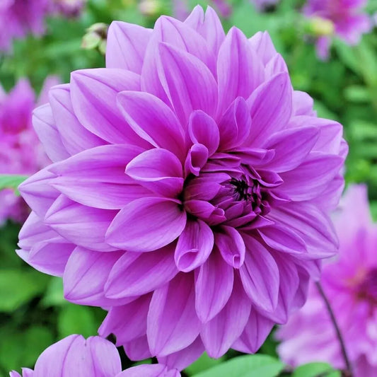 Dahlia 'Lilac Time' Tuber - Lavender Purple Giant Dinnerplate Flower Plant