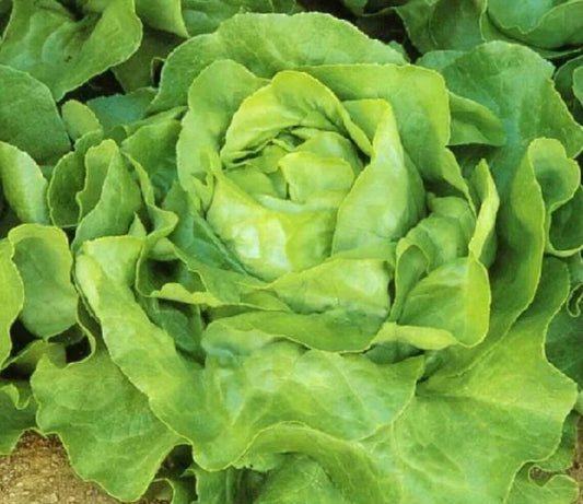 White Boston Lettuce Seeds 600+ Non-GMO Butterhead Lactuca Sativa USA Free Shipping