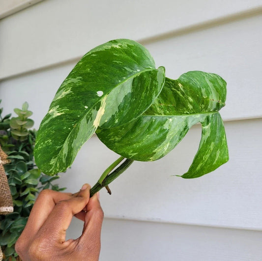Rare Live Plant Cutting - Epipremnum Pinnatum Variegated Albo Rooted Cutting