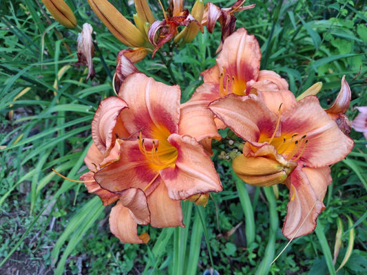 Daylily Starter Fan Bareroot - Hemerocallis 'Pirates Venture' - Live Plant for Gardens and Landscapes