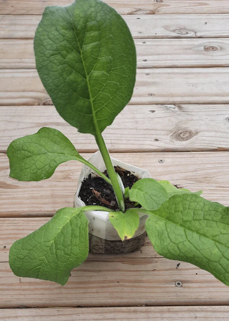 Comfrey Root Cutting - Established Bocking 4 Variety - Symphytum x uplandicum