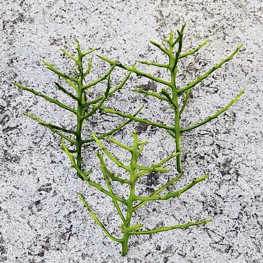 Pencil Cactus Unrooted Cutting - Euphorbia Tirucalli - Succulent Plant for Propagation and Indoor Gardening