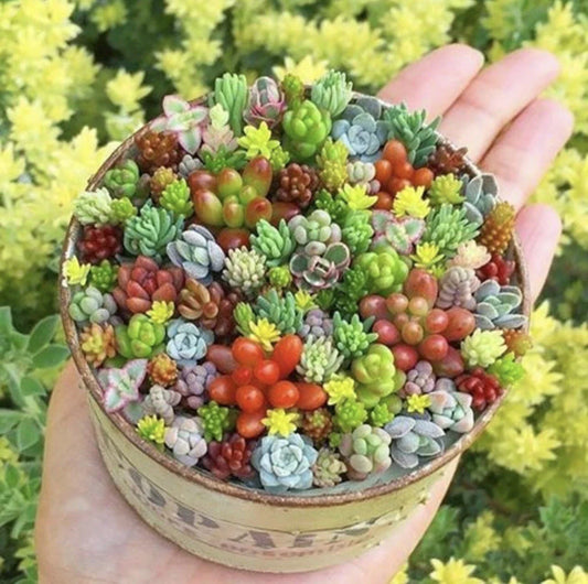 Rare Beauty Mini Succulent Seeds, 100pcs Mixed Variety, Ideal for Gardens and Indoor Planting, Perfect for Collectors