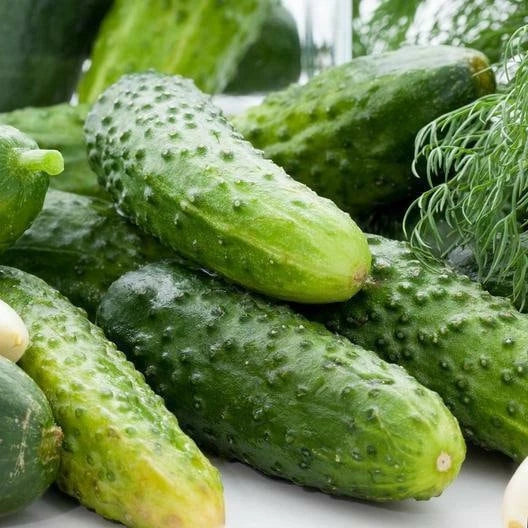 Boston Pickling Cucumber Seeds - Non-GMO Heirloom Seeds for Home Gardening - Cucumis sativus