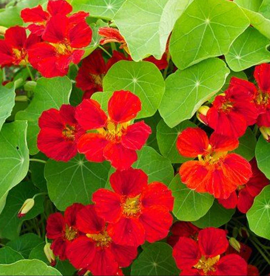 Nasturtium Seeds - Globe of Fire Red Scarlet - Edible, Fragrant, Non-GMO - 20 Seeds