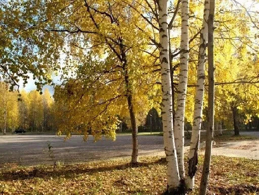 White Birch Tree Seeds - 200 Count - Autumn Yellow Leaves - Betula papyrifera