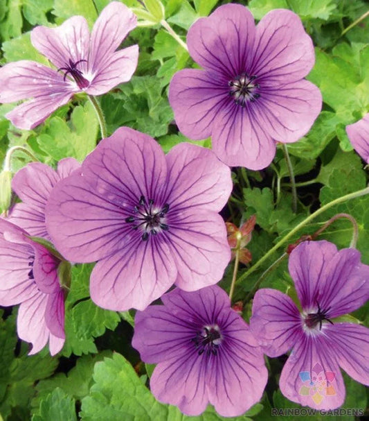 Hexham Velvet Geranium Seeds - 25+ Pack for Garden Planting - Pelargonium 'Tetragonum' - USA Shipping