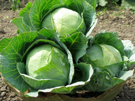 Danish Ballhead Cabbage Seeds - 150 Count Packet - Brassica oleracea