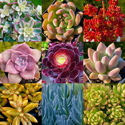 Rainbow Succulent Bundle - 9 Colorful Live Succulents/Cuttings - Assorted Varieties for Home Decor, Garden, or Gifts