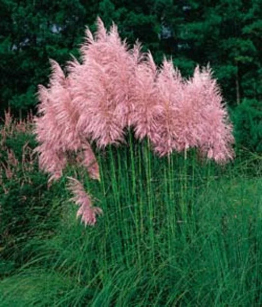 Pampas Grass Seeds - Large Strawberry Color Flower Plumes - 50 Seeds - Long Stalks - Perfect for Landscaping and Decor
