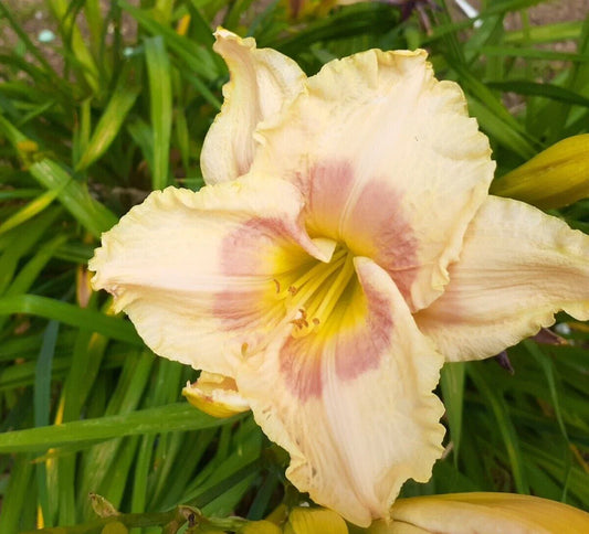 Daylily Plant Bareroot Hemerocallis 'When My Sweetheart Returns' 1 Mature Fan Perennial Garden Flower