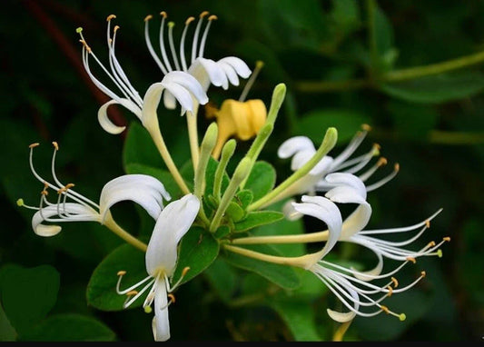 White Honeysuckle Vine Live Plant 1-3 Foot Bare Root All Natural Hardy Lonicera japonica