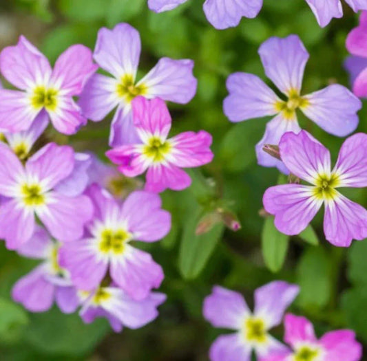 Virginia Stock Seeds, 100 Seeds, Colorful Blooms, Malcolmia maritima, Annual Flower Seeds