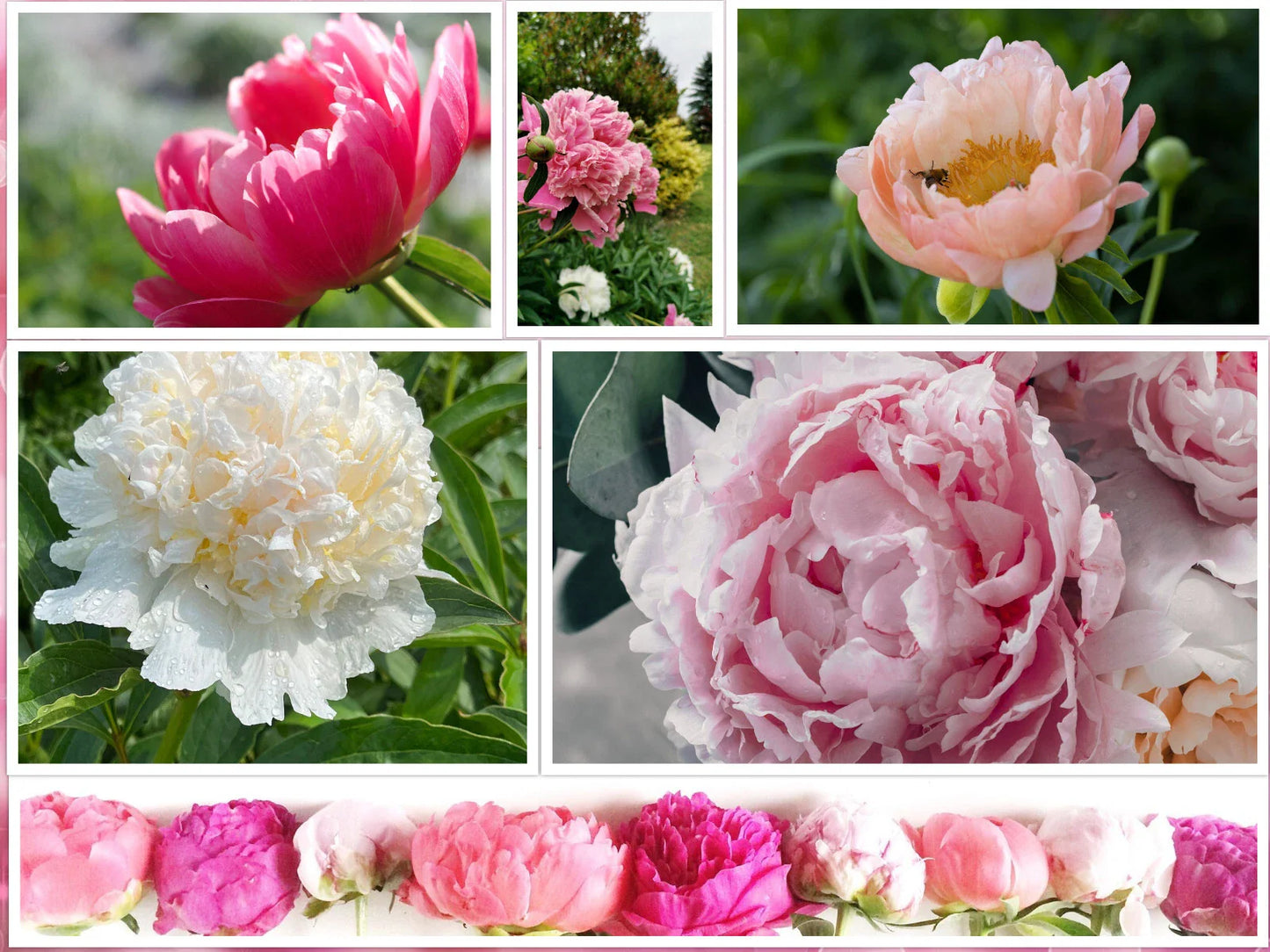 Peony Seeds Mix - 10 Pack, Colorful Flowering Bush - Paeonia suffruticosa - USA Seller, Free Shipping