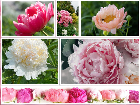 Peony Seeds Mix - 10 Pack, Colorful Flowering Bush - Paeonia suffruticosa - USA Seller, Free Shipping
