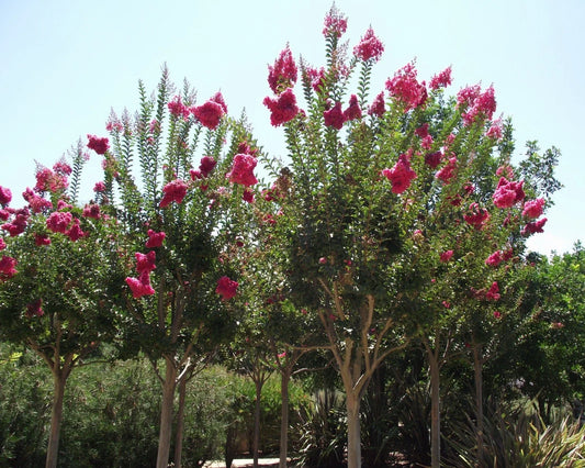 Crape Myrtle Seeds - 50 Count - Lagerstroemia indica - Drought-Tolerant Flowering Tree Seeds for Garden or Landscape