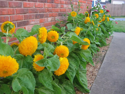 Teddy Bear Dwarf Sunflower Seeds 50 Pcs Non-GMO Heirloom Garden Plant Seeds (Helianthus annuus)