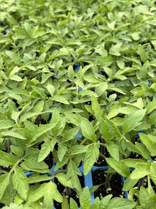 Cherokee Purple Tomato Live Plants - Lot of 4, 6-10 Inches, Heirloom Variety (Solanum lycopersicum)