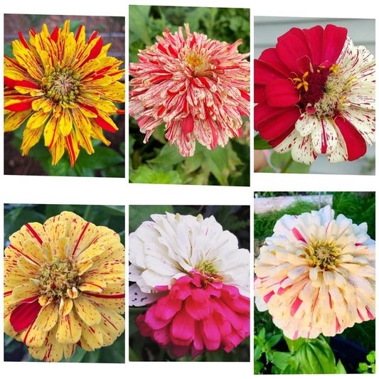 Zinnia Seeds - 35 Seeds Candy Striped Premium Flower Mix - 3-4" Double Flowers (Zinnia elegans)