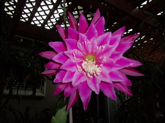 Epiphyllum Orchid Cactus Cutting - KIWI FANFARE Variety - Unique Tropical Succulent (Scientific Name: Epiphyllum spp.)