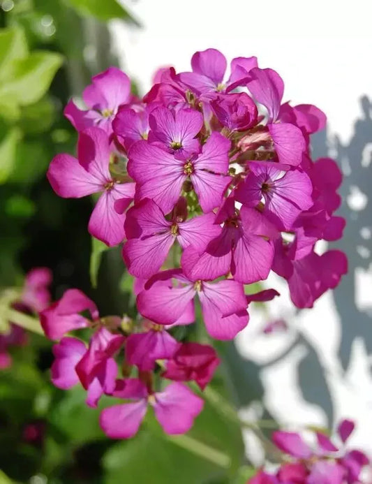 Dame's Rocket Seeds - 585 Seeds - Rose Fuchsia - Perennial Plant Seeds - Hesperis matronalis - Buy 15 Ships Free