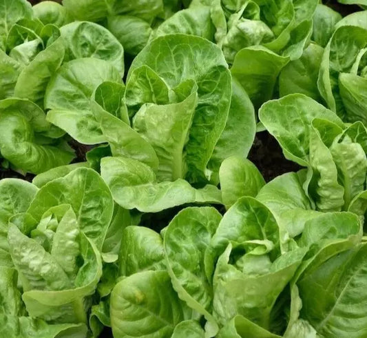 Little Gem Lettuce Seeds 1000+ Butterhead Green Salad Garden (Lactuca sativa)