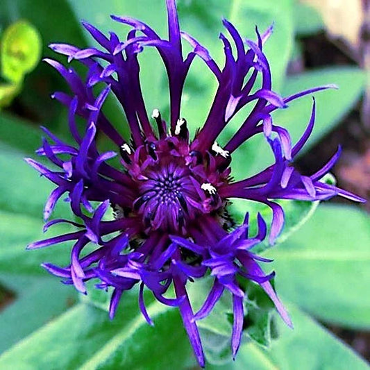 Mountain Blue Cornflower Seeds - 20 Perennial Seeds - Centaurea montana - Cold Hardy Flower Seeds for Garden