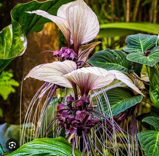 White Bat Flower Small Rooted Starter Plant - Tacca integrifolia - Unique Black Lily Variety