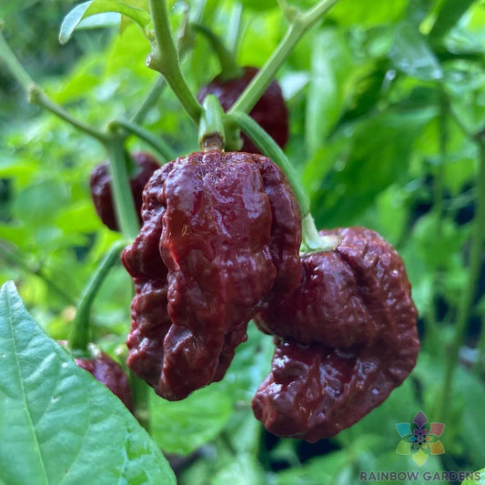 7 Pot Douglah Hot Pepper Seeds - 25+ Premium Seeds for Garden Planting - Capsicum chinense - USA Grown, Free Shipping