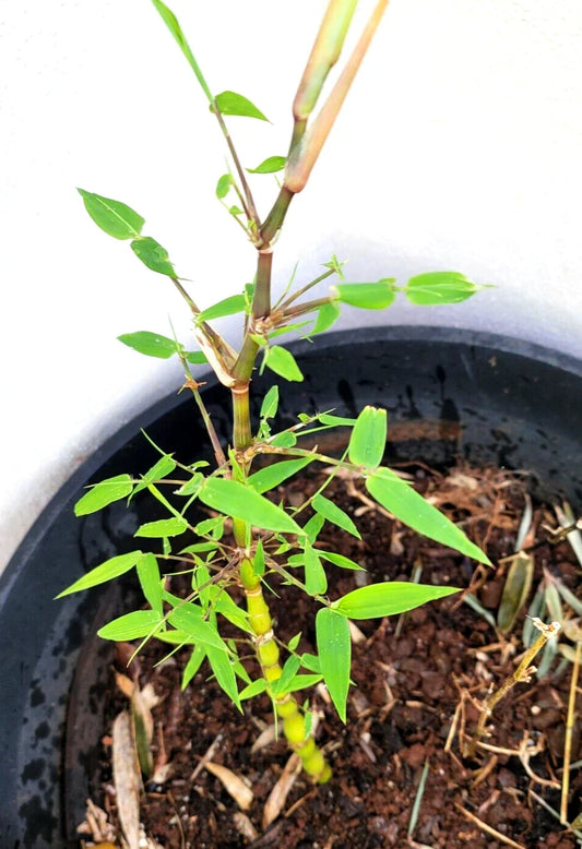 Buddha Belly Bamboo Plant - 9" Rhizome - Clumping Landscape Edge - Fargesia mycocarpa