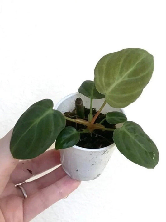 Philodendron El Choco Red Small Starter Plant - Rooted Houseplant for Vivarium/Terrarium - Philodendron sp.