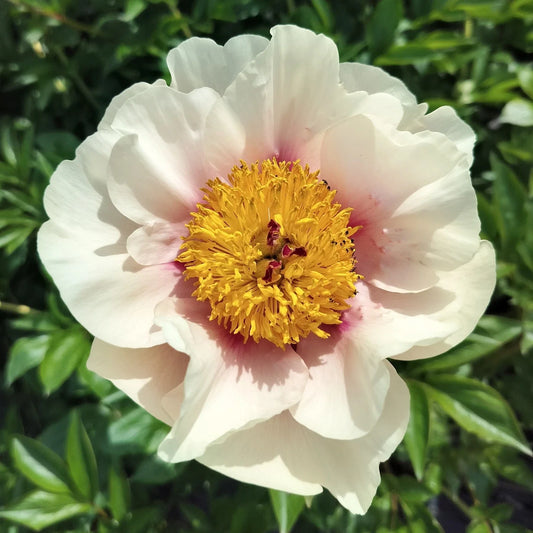 Large Bare Root Herbaceous Peony 'Folk Art' 5-7 Eyes - Field Grown Perennial Plant for Fall Shipping