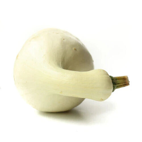 Cushaw Squash Seeds - 25+ Pack - Heirloom Variety - Cucurbita mixta - USA Grown, Free Shipping
