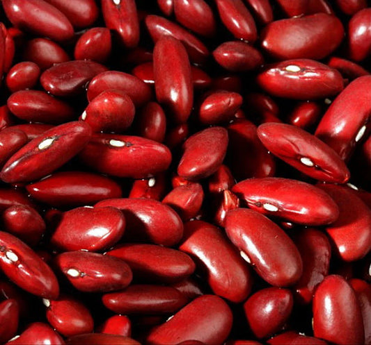 Dark Red Kidney Bush Bean Seeds, Non-GMO, Ideal for Baked Beans and Chili, Phaseolus vulgaris