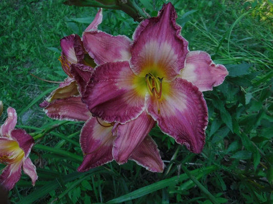 Daylily Bareroot Plants (4-Pack) - Mixed Colors, Shapes & Sizes - Hemerocallis Variety