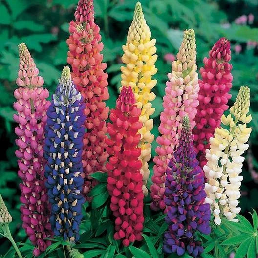 Russell Lupine Seeds - Mixed Colors Perennial, Non-GMO, Attracts Hummingbirds & Bees, 50 Seeds