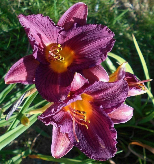 Hemerocallis 'Purple De Oro' Daylily - Bareroot Plant with One Mature Eye - Purple Perennial Flower