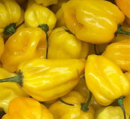 Lemon Habanero Hot Pepper Seeds - 20+ Seeds for Spicy Salsa - Capsicum chinense - Free Shipping