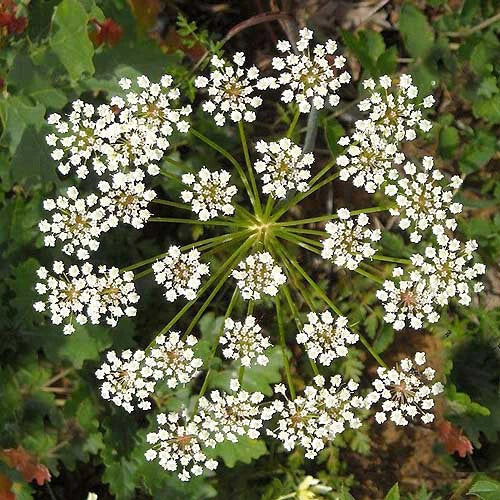 Anise Seeds | Heirloom Non-GMO Licorice Herb | Pimpinella anisum | Culinary & Medicinal用途