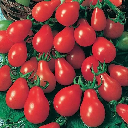 Red Pear Tomato Seeds - 30+ Heirloom Non-GMO - Fresh - Solanum lycopersicum