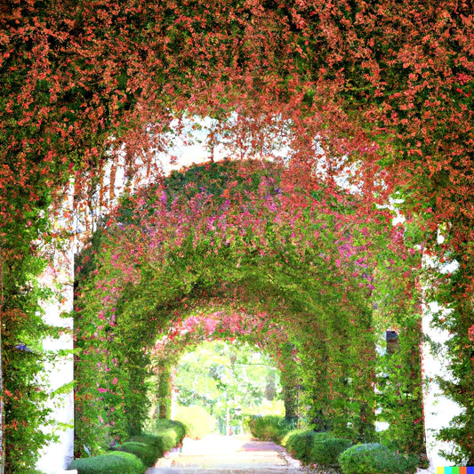 Pink Coral Vine Flower Seeds | Mexican Creeper | RARE Vining Plant | 5 Seeds | Antigonon leptopus
