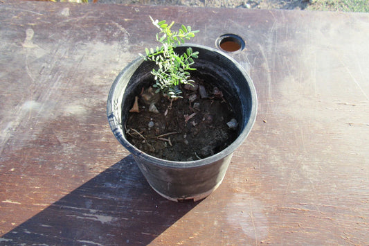 Desert Ironwood Tree - Well Rooted Olneya Tesota Bonsai - Unique Drought-Tolerant Plant for Home or Garden Decor